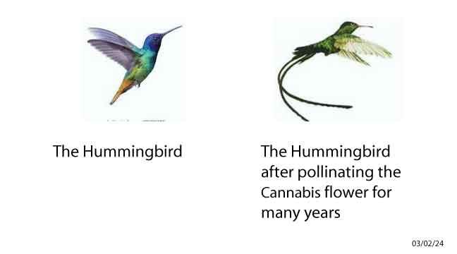The Hummingbird after pollinating the Cannabis flower for many years